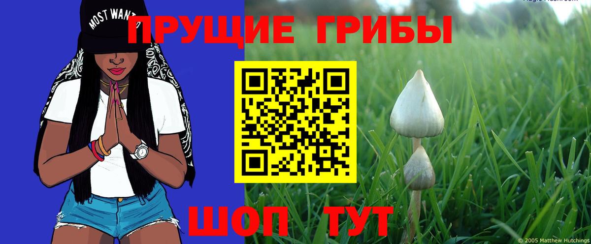 Галлюциногенные грибы Psilocybe  Галлюциногенные грибы Cubensis  Вход с VPN  купить наркотики цена  Кировск 